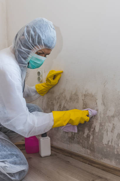 Best Dehumidification Services  in Moon Lake, FL